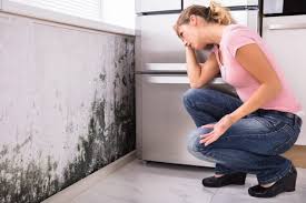 Best Mold Removal for HVAC Installations in Lakewood, IL